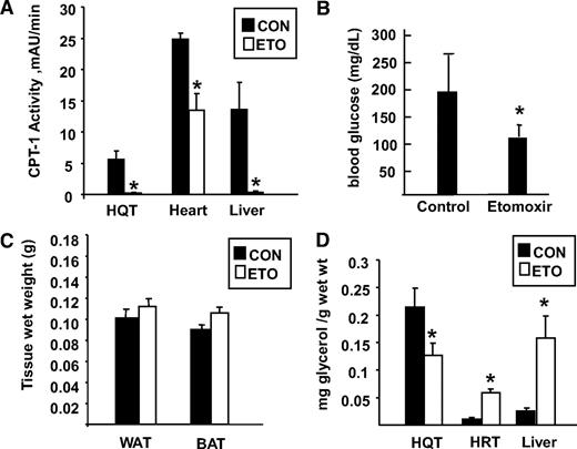 FIG. 1. Effects of etomoxir on CPT-1 activity. The 2- to 3-month-old male mice were given intraperitoneal injections of etomoxir (50 mg/kg body wt). A: After 18 h, mitochondria were isolated from hindquarter muscle (HQT), heart, and liver tissues, and CPT-1 activity was measured. B: Random fed blood glucose was measured from a tail vein blood sample. C: Wet weight of control and etomoxir-treated perigonadal white adipose tissue (WAT) and subscapular brown adipose tissue (BAT) from male mice was determined. D: Triacylgyceride was measured in HQT, heart (HRT), and liver after the Folch lipid extraction. All data are presented as mean and SE. Data were analyzed using a two-tailed Student's t test. *Significant difference between control (CON) and etomoxir-treated (ETO) (P < 0.05).