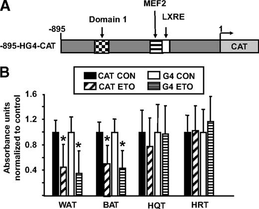 FIG. 2. Effects of etomoxir on CAT and GLUT4 expression. The 2- to 3-month-old male transgenic mice were injected intraperitoneally with 50 mg/kg body wt of etomoxir. A: This depicts the schematic drawing of the −895-HG4-CAT construct used to construct this line of transgenic mice. B: After 18 h, total RNA was isolated from white adipose tissue (WAT), brown adipose tissue (BAT), hindquarter muscle (HQT), and heart (HRT) tissues. qrt-PCR was used to determine mRNA levels of CAT, GLUT4, and actin. CAT and GLUT4 expression was normalized to actin expression levels. Data were analyzed using a two-tailed Student's t test. *Significant difference between control (CON) and etomoxir-treated (ETO) (P < 0.05).