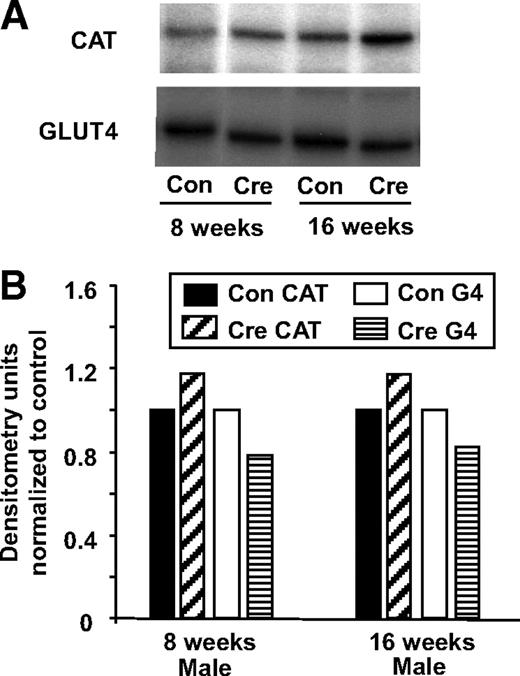 FIG. 3. Effect of the loss of insulin signaling on CAT and GLUT4 transcription in cardiac tissue. A: Hearts from CIRKO-hGLUT4-CAT mice (Cre) and wild-type controls (CON) were removed, and total RNA was analyzed for GLUT4 mRNA and transgenic CAT mRNA using RNAse protection assay as described in research design and methods. B: Quantification of bands from 32P-labeled probes to the 3′ untranslated region of CAT and GLUT4. All densitometry measurements were made with ImageJ (National Institutes of Health). The insulin receptor does not directly regulate the levels of CAT and GLUT4 mRNA.