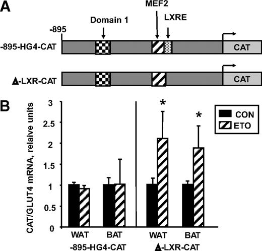 FIG. 4. GLUT4 LXRE is required for etomoxir-dependent downregulation of GLUT4 mRNA. A: The transgenic constructs used to construct the lines of transgenic mice are shown. B: The 2- to 3-month-old transgenic mice were injected intraperitoneally with 50 mg/kg body wt of etomoxir. After 18 h, total RNA was isolated from white adipose tissue (WAT) and brown adipose tissue (BAT) from each control and etomoxir-treated mice. qrt-PCR was used to determine mRNA levels of CAT, GLUT4, and actin. CAT and GLUT4 expression was normalized to actin expression levels. The ratio of CAT mRNA to GLUT4 mRNA was calculated for each sample. Data were analyzed using a two-tailed Student's t test. *Significant difference between control (CON) and etomoxir-treated (ETO) (P < 0.05).