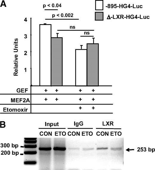 FIG. 6. Role of the GLUT4 promoter LXRE in GLUT4 gene transcription. A: 3T3–L1 adipocytes (day 5 post-differentiation) were transfected with GLUT4 reporter/luciferase (firefly luciferase) reporter plasmids, GLUT4 enhancer factor (GEF) and MEF2 (+ indicates inclusion in transfection), and pRLTKluc (Renilla luciferase, for transfection efficiency). Immediately after transfection, the cells were treated without or with 25 nmol/l etomoxir (ETO). After 24 h, cells were harvested and luciferase assays performed in cell lysates. Data were analyzed using a Student's t test. Statistical significance between groups is indicated by lines. B: Chromatin immunoprecipitation using nuclear extracts from adipocytes (8 days post-differentiation) was performed using an anti–LXR-α antibody and nonimmune IgG. Quantification of this representative chromatin immunoprecipitation is presented in Fig. 7C. CON, control.
