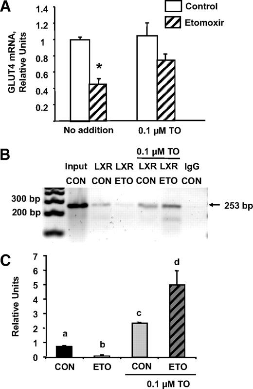FIG. 7. Treatment with LXR agonist recovers GLUT4 mRNA expression in etomoxir-treated cells. A: 3T3–L1 adipocytes (day 6–8 post-differentiation) were treated with 25 nmol/l etomoxir without or with 0.1 μmol/l TO901317. After 18 h, total RNA was isolated for quantification of GLUT4 and actin mRNA. B: Chromatin immunoprecipitation (ChIP) using nuclear extracts from adipocytes (8 days post-differentiation) was performed using an anti–LXR-α antibody and nonimmune IgG. Cells were treated without and with 25 nmol/l etomoxir (ETO) and/or 0.1 μmol/l TO901317 as described in A. C: Quantification of three independent ChIP experiments using qrt-PCR. IgG background is subtracted from the LXR antibody ChIPs. Data were analyzed using two-tailed Student's t test. Bars with different lowercase letters are significantly different from one another (P < 0.05). CON, control.