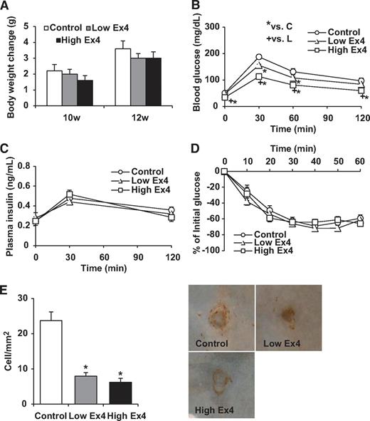 FIG. 2. Exendin-4 reduced monocytic adhesion to the endothelium in C57BL/6 mice. A: Changes in body weight during treatment with exendin-4 in C57BL/6 mice (n = 6 each). B: Blood glucose concentrations during IPGTT after 24-day treatment with exendin-4 (n = 6 each). C: Plasma insulin levels during IPGTT after 24-day treatment with exendin-4 (n = 6 each). D: Results of insulin tolerance test in each group after 24-day treatment with exendin-4 (n = 6 each). E: The density of adherent Mac-2–positive cells on endothelial cells at branching areas in each group of mice after 28-day treatment (n = 6) with representative en face views of immunohistologic staining with Mac-2 antibody. Data are mean ± SEM. *P < 0.05 versus high-dose group, +P < 0.05 versus low-dose group. (A high-quality digital representation of this figure is available in the online issue.)