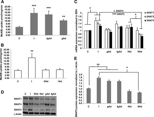 FIG. 2. Sodium-dependent 14C-MeAIB uptake after incubation of cultured trophoblast cells in control media, insulin (1 nmol/l), gAd (5 μg/ml) (A), or fAd (5 μg/ml) (B) for 24 h. Subsets of cells were pretreated with insulin (1 nmol/l) for 4 h and then exposed to 5 μg/ml gAd (IgAd) or fAd (IfAd) for an additional 20 h. Data are mean ± SEM for cells isolated from six different placentas. Insulin alone, gAd alone, and insulin + gAd (P < 0.01) significantly stimulated MeAIB uptake; however, insulin + fAd significantly (P < 0.001) reduced MeAIB uptake compared with insulin alone (RMANOVA with post hoc tests, *P < 0.05, **P < 0.01). C: Summary data of real-time PCR of system A amino acid transporter isoforms SNAT1, SNAT2, and SNAT4 after incubation of cultured trophoblast cells as indicated. Data are mean ± SEM for six placentas. Insulin significantly increased SNAT gene expression. In the presence of fAd, the effect of insulin on the mRNA expression of SNAT2 and SNAT4 was significantly reduced compared with both fAd and insulin treatment alone (RMANOVA, P < 0.01; Tukey-Kramer multiple comparisons post tests, *P < 0.05, ***P < 0.01). D: Representative Western blot of SNAT1, SNAT2, and SNAT4 expression after incubation of cultured trophoblast cells as indicated. E: Summary of SNAT2 protein expression levels. n = 6 for each treatment, RMANOVA, P < 0.01; Tukey-Kramer multiple comparisons post tests, *P < 0.05, **P < 0.01.