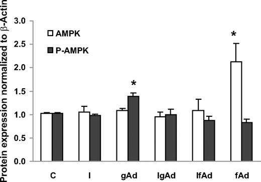 FIG. 3. Summary of phospho-AMPK and AMPK protein expression after incubation of cultured trophoblast cells with control media, insulin (1 nmol/l), gAd (5 μg/ml), or fAd (5 μg/ml) for 24 h. Subsets of cells were pretreated with insulin (1 nmol/l) for 4 h and then exposed to 5 μg/ml gAd (IgAd) or fAd (IfAd) for an additional 20 h. n = 5 placentas for each treatment. Phospho-AMPK expression was significantly increased by gAd (RMANOVA, P < 0.01). AMPK expression was significantly increased by fAd (RMANOVA, P < 0.002). Tukey-Kramer multiple comparisons post tests, *P < 0.05.