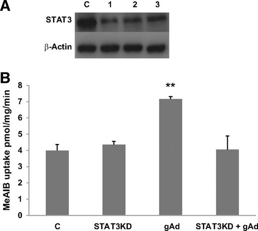 FIG. 5. A: Representative Western blot showing reduction in protein expression of STAT3 compared with control (C) using three unique siRNAs (1, 2, 3) targeted against STAT3. B: System A activity in control, siRNA STAT3 knockdown, and gAd-treated cells. Data are mean ± SEM for six placentas. Knocking down STAT3 significantly (RMANOVA, P = 0.002) reduced gAd stimulation of system A activity. Tukey-Kramer multiple comparisons post tests, **P < 0.01.