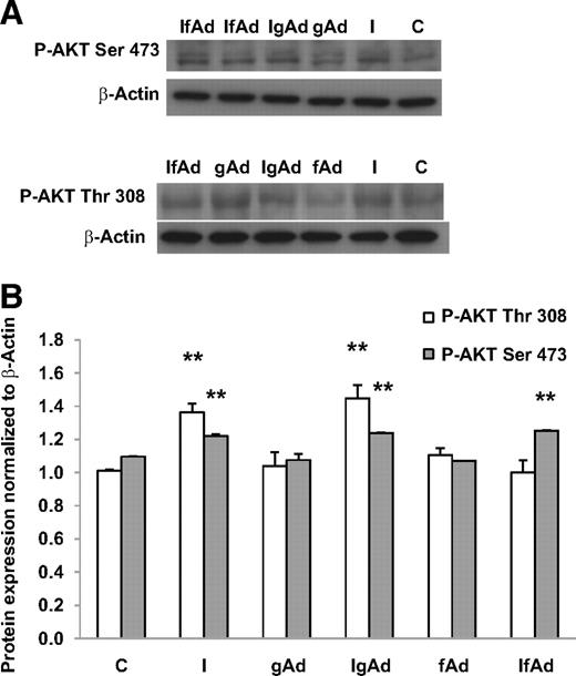 FIG. 6. Representative Western blots (A) and summary data (B) of phospho-AKT Ser473 and phospho-AKT Thr308 protein expression after incubation of cultured trophoblast cells with control media, insulin (1 nmol/l), gAd (5 μg/ml), or fAd (5 μg/ml) for 24 h. Subsets of cells were pretreated with insulin (1 nmol/l) for 4 h and then exposed to 5 μg/ml gAd (IgAd) or fAd (IfAd) for an additional 20 h. n = 5 placentas for each treatment. Insulin significantly increased expression of both phospho-AKT Ser473 (P < 0.01) and Thr308 (P < 0.01). Addition of fAd to insulin-stimulated cells significantly (P < 0.01) reduced expression of phospho-AKT Thr308 compared with insulin treatment alone. Tukey-Kramer multiple comparisons post tests, *P < 0.05, **P < 0.01.