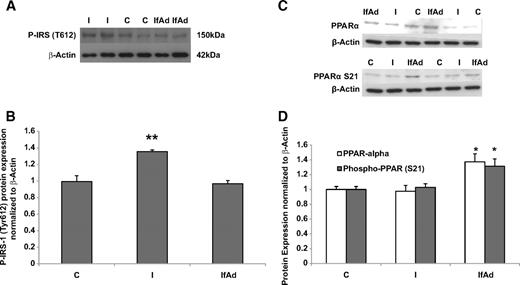 FIG. 7. A: Representative Western blot of phospho–IRS-1 Tyr612 protein and β-actin expression after incubation of cultured trophoblast cells with control media (C), insulin (I; 1 nmol/l) for 24 or 4 h pretreatment with insulin (1 nmol/l) followed by fAd (5 μg/ml) for 20 h. B: Summary of phospho–IRS-1 Tyr612 protein expression. RMANOVA, P < 0.01, n = 5 placentas for each treatment; Tukey-Kramer multiple comparisons post tests, **P < 0.01. C: Representative Western blots of PPARα, phospho-PPARα Ser21, and β-actin protein expression after incubation of cultured trophoblast cells with control media (C), insulin (I; 1 nmol/l) for 24 or 4 h pretreatment with insulin (1 nmol/l) followed by fAd (5 μg/ml) for 20 h. D: Summary of PPARα and phospho-PPARα Ser21 protein expression. RMANOVA, P < 0.01, n = 5 placentas for each treatment; Tukey-Kramer multiple comparisons post tests, *P < 0.05.