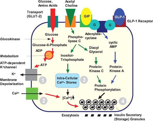 FIG. 5. Intracellular actions of GIP and GLP-1 on the β-cell. Several cellular functions are affected: closing of the ATP-dependent potassium channel (1); calcium influx in response to action potentials (2); release of calcium from intracellular stores (3); and the readiness with which insulin storage granules are released (4), probably depending on protein phosphorylation. These effects are tightly linked to the glucose-dependent generation of ATP, meaning that GLP-1 and GIP augment insulin release only in the presence of hyperglycemia. For details, see ref. 74.