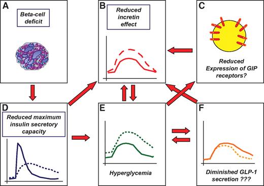 FIG. 7. Working model for the diminished incretin effect in type 2 diabetes: The reduction in β-cell mass (A) leads to a significant impairment in the maximum insulin secretory capacity of the β-cells (D). The reduced secretory capacity leads to a preferential impairment of the relative insulin response to oral glucose, whereas a relatively normal insulin response to intravenous glucose (a comparably weaker β-cell stimulus) can still be maintained. The defects in β-cell function and the impaired incretin effect (B) lead to chronic hyperglycemia (E), which may diminish GLP-1 secretion (F) and impair GIP action through GIP-receptor downregulation (C), thereby further diminishing the incretin effect. Genetic factors may independently modify β-cell mass and function as well as GLP-1 secretion. Dashed lines in D, E, and F indicate the respective patterns typical of patients with type 2 diabetes, solid lines show the respective normal patterns. The dashed line in B illustrates the insulin levels after oral glucose ingestion; the solid line shows the respective patterns after isoglycemic intravenous glucose administration.