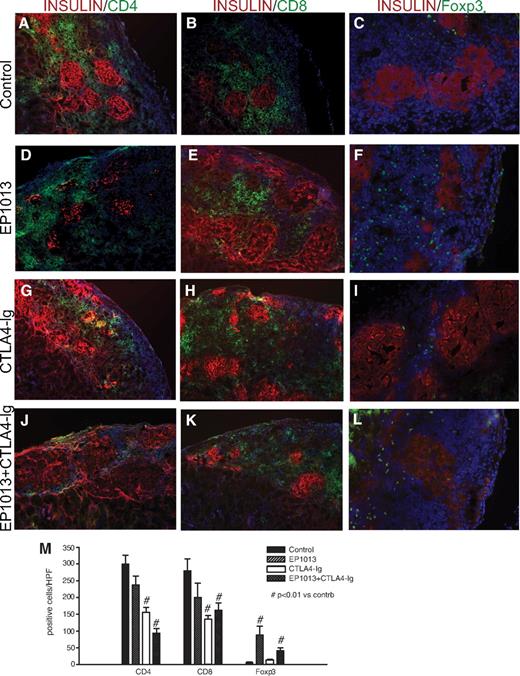 FIG. 4. Histological analysis in the early post-transplant period demonstrates that EP1013 therapy promotes intragraft accumulation of Foxp3+ lymphocytes. Animals were sacrificed on day 11 post-transplant, and graft-bearing kidneys were harvested for immunfluorescent quantification of intragraft lymphocytic infiltrates. Insulin staining was used to identify transplanted islets (TRITC; red), and the immune markers CD4 (left column), CD8 (middle column), and Foxp3 (right column) were labeled with FITC (green). DAPI counterstaining (blue) was used to identify all cells present within the sections, which are shown at 100× (CD4, CD8) or 200× (Foxp3). Representative sections from each treatment group are shown. M: Quantification of CD4, CD8, and Foxp3 staining was conducted in sections from each treatment group. A significant reduction in the number of CD4+ cells/HPF was observed after treatment with CTLA4-Ig or EP1013+CTLA4-Ig compared with vehicle (P < 0.01 vs. control for both groups). Similar results were observed for CD8+ cells/HPF, with CTLA4-Ig or EP1013+CTLA4-Ig treatment cohorts exhibiting a significant decrease compared with vehicle-treated animals (P < 0.01 vs. control for both groups). Quantification of Foxp3+ cells/HPF revealed that prior treatment with EP1013, either alone or in combination with CTLA4-Ig, resulted in a significant increase in the frequency of intragraft regulatory T-cells (P < 0.01 vs. control and vs. CTLA4-Ig alone by ANOVA). Serial tissue sections from n = 3–4 animals per group were stained, blinded, and analyzed for this experiment. (A high-quality digital color representation of this figure is available in the online issue.)