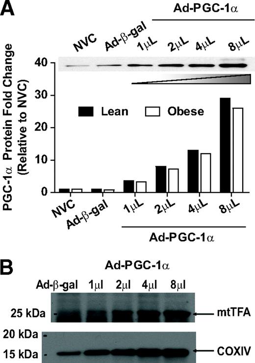 FIG. 1. Ad-PGC-1α overexpression in cultured myotubes (HSkMC) from lean and obese donors. A: PGC-1α protein content in no-virus controls (NVC), Ad-β-gal controls, and Ad-PGC-1α–treated HSkMC. PGC-1α protein content increased dose dependently in HSkMC from lean and obese donors. B: mtTFA and COXIV protein content increased dose dependently with increasing PGC-1α viral titer in HSkMC.