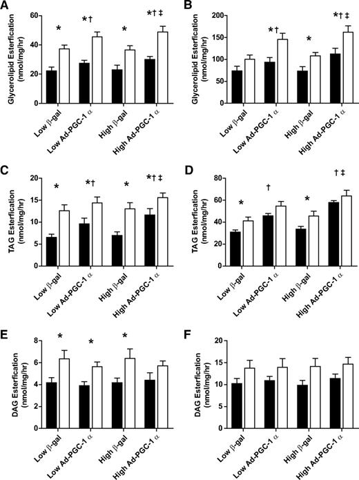 FIG. 3. Effect of PGC-1α overexpression on fatty acid incorporation in HSkMC from lean (■) and obese (□) donors. HSkMC cultured from lean (n = 8) and obese (n = 8) donors were incubated with either 100 μmol/l (A, C, and E) or 500 μmol/l (B, D, and F) [14C] oleate, and 14C-labeled incorporation into glycerolipid (A and B), TAG (C and D), and DAG (E and F) was determined. Data are expressed as means ± SE and significant differences denoted at the P ≤ 0.05 level. *Significant difference between lean and obese for that treatment. †Significant main effect comparing control (β-gal) and PGC-1α overexpression (Ad-PGC-1α) at the respective adenoviral doses. ‡Significant difference between the high and low Ad-PGC-1α doses.