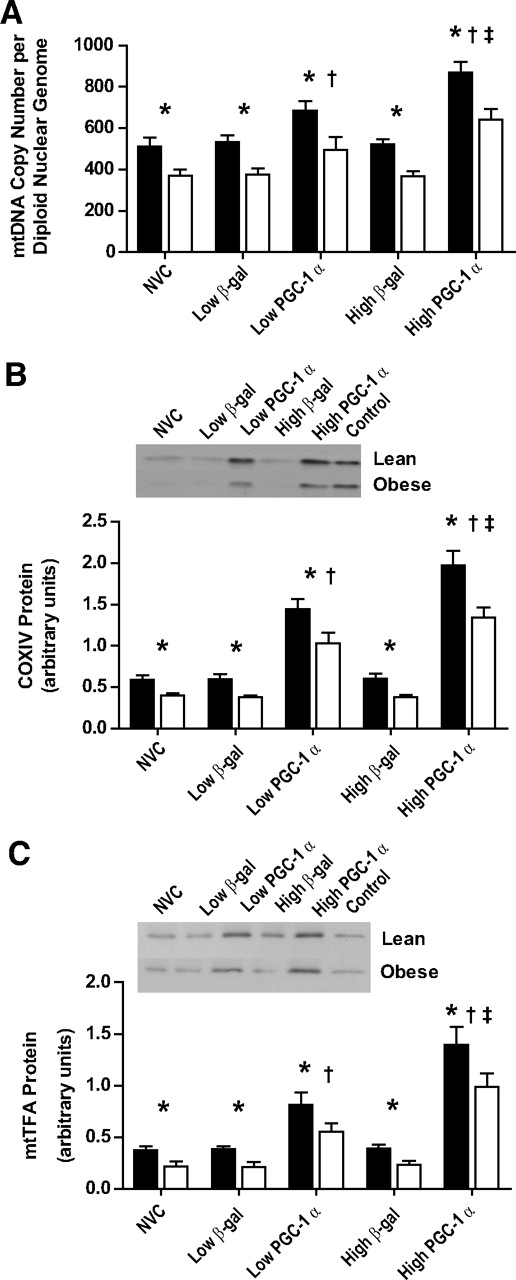 FIG. 5. PGC-1α increases mtDNA (A), COXIV protein (B), and mtTFA protein (C) in HSkMC from lean (■) and obese (□) donors. mtDNA, n = 9 for lean and obese; COXIV and mtTFA, n = 8 for lean and obese. Data are expressed as means ± SE and significant differences denoted at the P ≤ 0.05 level. *Significant difference between lean and obese for that treatment. †Significant main effect comparing control (β-gal) and PGC-1α overexpression (Ad-PGC-1α) at the respective adenoviral doses. ‡Significant difference between the high and low Ad-PGC-1α doses. NVC, no-virus control.