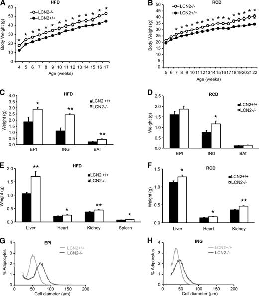 FIG. 1. Growth curve, weight of white and brown fat pads and organs in LCN2−/− mice. Growth curve of LCN2−/− mice on an HFD (n = 10–14) (A) and RCD (n = 13) (B). Fat pad weight of LCN2−/− mice on an HFD at 16 weeks of age (C) and on RCD at 30 weeks of age (D). Organ weight of LCN2−/− mice on HFD at 16 weeks of age (E) and on RCD at 30 weeks of age (F). The data are represented as mean ± SE. *P < 0.05; **P < 0.01. Fat-cell size distribution of mice on RCD diet at 15 weeks of age (G and H). EPI: epididymal; ING: inguinal.