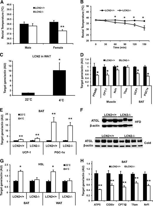 FIG. 2. Adaptive thermogenesis in LCN2−/− mice. A: Basal rectal body temperature of 8-week-old male and female wild-type and LCN2−/− mice on an RCD (n = 7–10) measured during the daytime in an ambient temperature of 22°C. B: Body temperature curve of LCN2−/− mice (n = 8) and wild-type mice (n = 7) exposed to 4°C. C: Gene expression of LCN2 in WAT of wild-type mice exposed to 4°C for 5 h. D: Gene expression of UCP-1 and PGC-1α in BAT and PPARδ, CPT-1, Tfam, and Nrf1 in skeletal muscle of HFD-fed mice (n = 6). E: Gene expression of UCP-1 and PGC-1α in BAT. F: ATGL protein expression in WAT under the HFD and cold conditions. G: Gene expression of HSL in BAT and WAT of mice exposed to 4°C for 5 h. H: Gene expression of mitochondrial genes in BAT of LCN2−/− mice under the HFD condition. The data are represented as means ± SE. *P < 0.05; **P < 0.01.