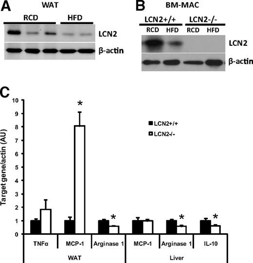 FIG. 5. Protein expression levels of LCN2 and gene expression of proinflammatory molecules in LCN2−/− mice. A: Protein expression levels of LCN2 in adipose tissues of wild-type mice fed an RCD and HFD. B: Protein expression levels of LCN2 in bone marrow macrophages (BM-MAC) isolated from wild-type mice fed an RCD and HFD. C: Gene expression of inflammatory molecules in adipose tissue and liver of wild-type and LCN2−/− mice fed on HFD. The data of gene expression are represented as means ± SE. *P < 0.05.