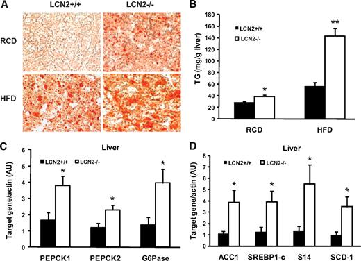 FIG. 6. Liver triacyglyceride content in LCN2−/− mice. A: Oil-red O staining of liver section of LCN2 −/− mice. B: Liver triacyglyceride levels in LCN2−/− mice on an RCD (n = 6–8, age 30 weeks) and an HFD (n = 11, age 15–16 weeks). C: The mRNA expression of gluocneogenic genes in liver (n = 6). D: The mRNA expression of lipogenic genes in liver (n = 6). The data are represented as means ± SE. *P < 0.05; **P < 0.01. (A high-quality digital color representation of this figure is available in the online issue.)