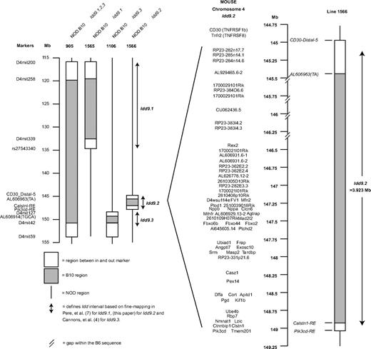 FIG. 1. Map of the Idd9 congenic intervals contained in lines 905, 1565, 1566, and 1106 and the gene content of Idd9.2. Gaps in the assembly of the B6 sequence are marked.