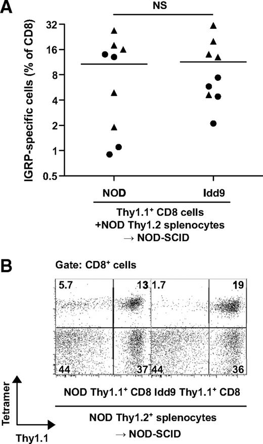 FIG. 5. Intrinsic expression of Idd9 genes within the CD8+ T-cell does not mediate CD8+ tolerance by Idd9 genes. Purified NOD or Idd9 Thy1.1+ CD8+ T-cells (4 × 106) from 3-week-old donor mice were cotransferred with partially (90%) CD8+ T-cell–depleted Thy1.2+ NOD spleen and LN cells (30 × 106) into NOD-SCID mice. After 10 weeks, mice were infected with Vac-IGRP and IGRP-tetramer+ CD8+ T-cells measured in the spleen 7 days later. A: Frequency of IGRP-specific cells among all CD8+ T-cells; pooled data from two experiments are shown and indicated by circles and triangles; horizontal lines depict mean values. B: Thy1.1 and IGRP-specific tetramer staining of CD8+ T-cells; one representative animal shown.