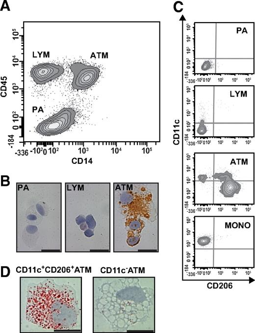 FIG. 2. Flow cytometry of subcutaneous adipose tissue stromovascular cells. A: After excluding doublets and dead cells, a CD14 versus CD45 contour plot identified three stromovascular cell populations (PAs, LYMs, and ATMs). B: Cytospins of each population stained for CD68 confirmed that the CD14+CD45+ population represents ATMs. Scale bar = 20 μm. C: Flow cytometry phenotype of gated PA, LYM and ATM populations stained for CD11c and CD206 reveals that PA cells do not express either marker, while a minority of LYM cells express low levels of CD11c. ATM cells could be separated into three distinct subpopulations when stained for CD11c and CD206; one of these, CD11c+CD206− ATMs, had a similar phenotype to blood monocytes (MONO). Background staining by isotype control antibodies is indicated by gray lines. D: CD11c+CD206− and CD11c− ATMs were isolated by flow cytometry cell sorting and stained with Oil red O. Representative images show CD11c+CD206+ ATMs contain more lipid than CD11c− ATMs. Scale bar = 10 μm. (A high-quality digital representation of this figure is available in the online issue.)