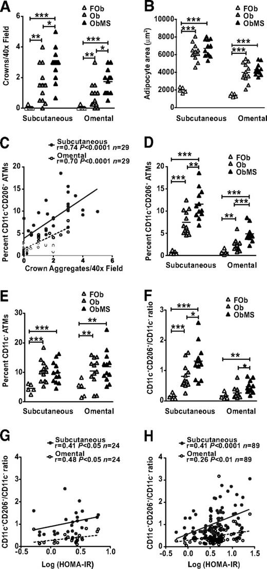 FIG. 3. A and B: ATM quantitation in subcutaneous and omental adipose obtained from FOb, Ob, and ObMS women. Crown density and mean adipocyte size determined by histology. C: Significant correlation between histological and flow cytometry measures of crown ATM density. D and E: CD11c+CD206+ (crown) and CD11c− (resident) ATM densities determined by flow cytometry. F: The CD11c+CD206+/CD11c− ratio is increased in ObMS women, confirming enrichment of crown ATMs in the metabolic syndrome. G and H: Relationship between insulin resistance and CD11c+CD206+/CD11c− ratio in subcutaneous and omental adipose in the initial cohort of 24 obese women and in a subsequent cohort of 89 obese women. *, **, ***P < 0.05, 0.005, 0.0005, respectively (Mann Whitney t test).