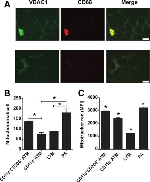 FIG. 6. A: Crown ATMs and PAs are enriched for mitochondria. Formalin-fixed adipose section stained with antibodies against VDAC1 and CD68 or nonspecific antibodies. VDAC1 staining intensity was greatest for crown ATMs and less intense for resident ATMs and CD68-negative cells. Scale bar = 50 μm. B: Mitochondria per cell was calculated as the relative amount of mitochondrial versus genomic DNA, determined by qPCR of DNA isolated from sorted stromovascular cells using CYTB and LEP primers. Results are means ± SE of three independent experiments. *Significantly different (P < 0.05) in ANOVA by posttest comparison. C: Stromovascular cells were incubated in RPMI/10% FCS with or without 50 nmol/l Mitotracker red for 15 min in a 37° water bath and then incubated on ice with CD206FITC, CD11cPE, and CD45PC7 antibodies before analysis using flow cytometry. Results are means ± SE of three independent experiments. *Significantly different (P < 0.05) in ANOVA by posttest comparison. (A high-quality digital representation of this figure is available in the online issue.)