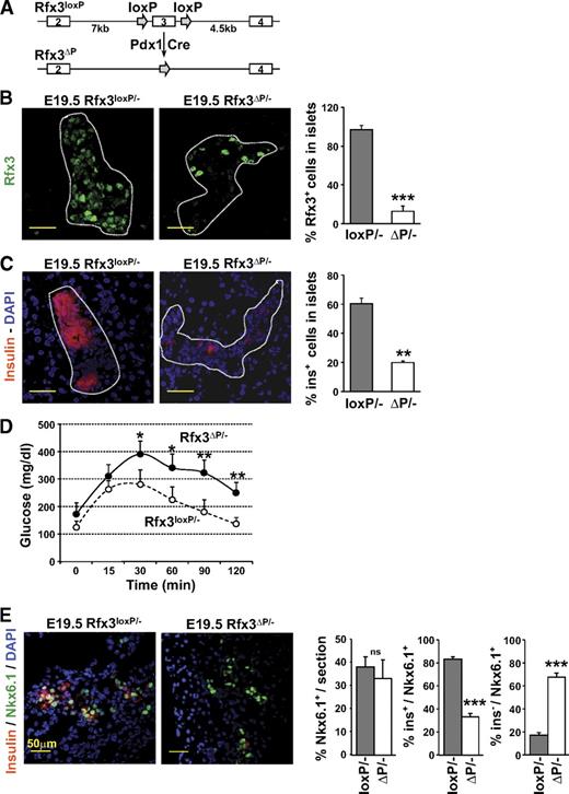 The Transcription Factor Rfx3 Regulates β-Cell Differentiation ...