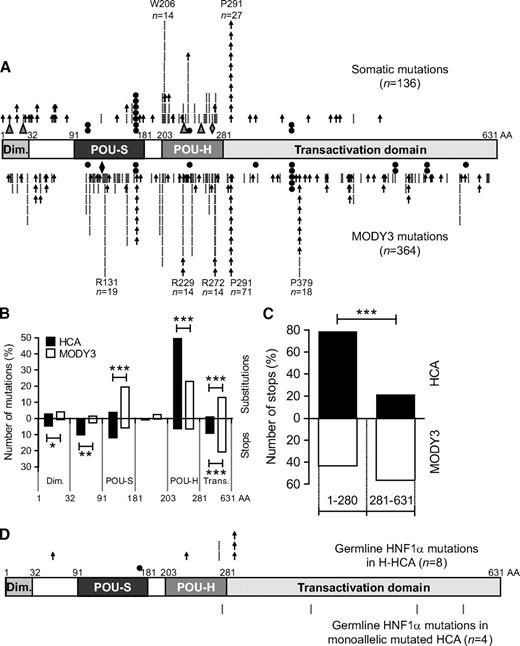 FIG. 1. A: Spectrum of 136 somatic HNF1A mutations observed in 75 HCA samples (top) and in 364 MODY3 individuals (bottom) (data from Ellard and Colclough [25]). Each arrow indicates a point mutation leading to a frameshift or a stop codon. Each bar indicates a point mutation leading to an amino acid substitution. ▲, in-frame deletion; ♦, in-frame duplication; ●, mutation in splicing site. B: Comparison of the number of substitutions and stops in different HNF1α domains. HCA (■) and MODY3 (□) histograms represent the percentage of total mutations observed in each domain; substitutions and stops are represented in the upper part and the lower part, respectively. Significant differences between HCA and MODY3 individuals are indicated: *0.05 > P > 0.01; **0.01 > P > 0.001; ***P < 0.001. C: Comparison of the number of stops in the transactivation domain (281–631) vs. the rest of the protein observed in individuals with HCA (■) and MODY3 (□). ***Significant difference (P < 0.001) between the two populations. D: Spectrum of eight germline HNF1A mutations identified in H-HCA (top) and five germline HNF1A mutations identified in monoallelic mutated HCA (bottom). AA, amino acids.