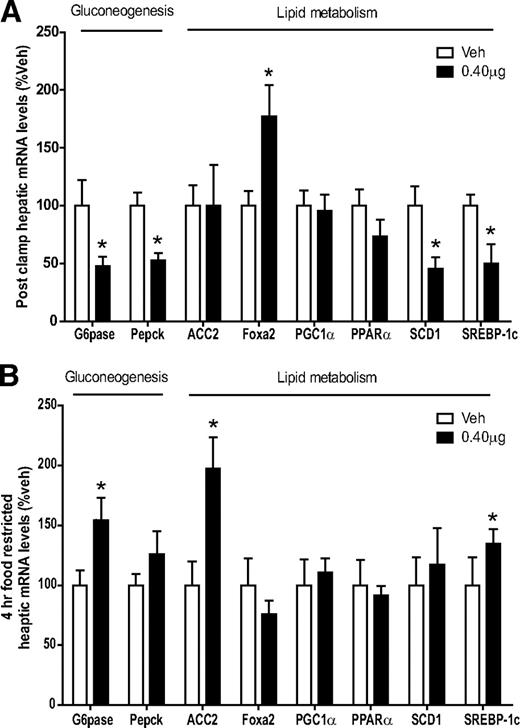 FIG. 4. Effect of central hFGF21 infusion on hepatic genes involved in gluconeogenesis and lipid metabolism. Hepatic levels of mRNA encoding gluconeogenic and lipid metabolic genes measured in either the presence (e.g., after the clamp) (A) or absence of hyperinsulinemia (e.g., after a 4-h fast) (B) in rats (n = 6–7 per group) receiving continuous intracerebroventricular infusion of hFGF21 (0.40 μg/day) or vehicle. *P < 0.05 vs. vehicle (Veh).