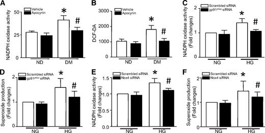 FIG. 2. NADPH oxidase and ROS production. Wild-type mice were rendered diabetic by STZ injection, and apocynin was administrated in the drinking water for 2 months. Apocynin treatment significantly reduced NADPH oxidase activity (A) and H2O2 production (B) in diabetic heart tissues. Data are means ± SD, n = 6 – 8. *P < 0.05 vs. nondiabetes (ND) in vehicle; #P < 0.05 vs. diabetes (DM) in vehicle. Cultured adult rat cardiomyocytes were transfected with gp91phox siRNA, Nox4 siRNA, or a scrambled siRNA as a control and then incubated with normal glucose (NG, 5.5 mmol/l) or high glucose (HG, 33 mmol/l) for 24 h. NADPH oxidase activity (C and E) and superoxide production (D and F) were measured in cardiomyocytes. Data are means ± SD, n = 3–4. *P < 0.05 vs. scrambled siRNA in NG; #P < 0.05 vs. scrambled siRNA in HG.