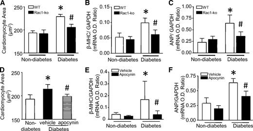 FIG. 3. Role of Rac1/NADPH oxidase in cardiac hypertrophy. Diabetes was induced by injection of STZ in Rac1-ko and their WT littermates. In a separate experiment, WT diabetic mice were treated with vehicle or apocynin in drinking water for 2 months. A and D: The hearts were fixed, embedded, and sectioned. Sections were stained for membranes with fluorescein isothiocyanate (FITC)-WGA and for nuclei with DAPI. Cardiomyocyte cross-sectional area was measured with an image quantitative digital analysis system. The outline of 200 cardiomyocytes was traced in each section. The mRNA levels of β-MHC (B and E) and ANP (C and F) were determined by real-time RT-PCR in Rac1-ko and WT hearts. Data are means ± SD, n = 6–8. *P < 0.05 vs. nondiabetes in WT or vehicle; #P < 0.05 vs. diabetes in WT or vehicle. O.D., optical density.