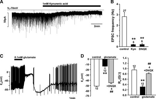 FIG. 2. PPG neurons have postsynaptic ionotropic glutamate receptors. A: Voltage-clamp recording at a holding potential of −70 mV demonstrating spontaneous excitatory postsynaptic current (EPSC) activity and its inhibition by the glutamate receptor antagonist kynurenic acid (Kyn; 1 mmol/l). B: Mean data from recordings as shown in A and from experiments with the non-NMDA receptor antagonist DNQX (10 μmol/l). Mean EPSC frequency was determined over 3 min under each condition. **P < 0.01 against control. C: Bath application of 0.1 mmol/l glutamate during a perforated patch clamp recording caused a reversible depolarization by ∼40 mV in this PPG neuron. D: Mean effects of glutamate and glutamate plus DNQX (20 μmol/l) on the input resistance (RM) and membrane potential (EM) of PPG neurons. Note that DNQX almost completely abolishes the glutamate effect. **P < 0.01 against control; ##P < 0.01 against glutamate. Numbers of cells tested (n) are given above the bars.