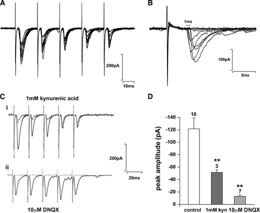 FIG. 3. Stimulation of the solitary tract evokes glutamate EPSCs in PPG neurons. A: Voltage clamp recording from a PPG neuron in a horizontal slice at a holding potential of −70 mV. Repetitive stimulation of the solitary tract (five pulses at 50 Hz every 20 s) evoked EPSCs of progressively smaller amplitude, small failure rate, and low jitter (i.e., mono-synaptic) in most of these cells. A total of 10 consecutive traces are overlaid. B: Some cells showed higher failure rates and larger jitter. A total of 10 consecutive traces are overlaid. C: All cells tested showed a marked reduction in EPSC amplitude in the presence of glutamate receptor antagonists kynurenic acid (kyn) or DNQX (gray trace in i and ii). D: Mean data from recordings as shown in C. **P < 0.01 against control. Numbers of cells tested (n) are given above the bars.