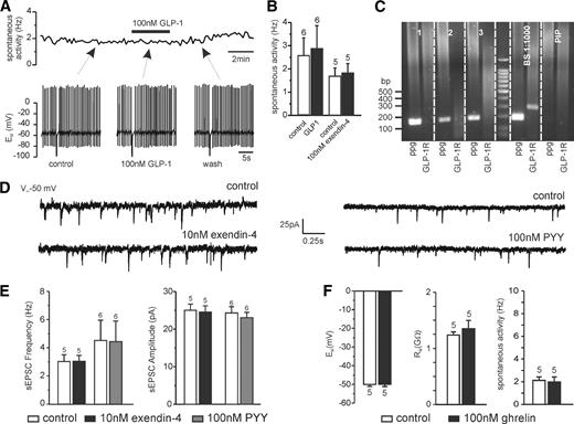 FIG. 4. PPG neurons are not sensitive to gut peptides GLP-1 and PYY. A: Perforated patch clamp recording in current clamp demonstrating the lack of effect of 100 nmol/l GLP-1 on PPG cell activity. The top trace shows the instantaneous firing frequency over the course of the recording, and the bottom traces show brief periods of the original recording at time points indicated by arrows. B: Mean firing frequency in the absence and presence of 100 nmol/l GLP-1 or 100 nmol/l of the GLP-1 receptor agonist exendin-4. C: Typical single-cell RT-PCR analysis for PPG and the GLP-1 receptor (GLP-1R) for three PPG neurons and controls. The 2% agarose gel demonstrating that the 186-bp PCR product for PPG and the 292-bp PCR product for GLP-1R can be obtained from brainstem cDNA (BS 1:1,000 dilution; positive control) with the primers specified in Table 1. In contrast, cytoplasm extracted from single cells showing Venus fluorescence (1–3) was only positive for PPG, but not GLP-1R. PIP, pipette solution without cytoplasm extracted from cell (negative control). D: Neither exendin-4 nor the gut peptide PYY had any effect on spontaneous EPSCs in PPG neurons. Left: Typical voltage-clamp recordings in the absence or presence of exendin-4. Right: Typical recordings in the absence or presence of PYY. E: Mean data from recordings as shown in B for frequency and amplitude of spontaneous EPSCs. F: The peptide ghrelin (100 nmol/l), released from stomach as orexinergic signal, had no effect on membrane potential (EM), input resistance (RM), or action potential frequency. Numbers of cells tested (n) are given above the bars.