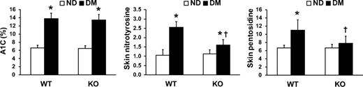 FIG. 4. Biomarkers of glyco-oxidation. Blood A1C and skin concentration of nitrotyrosines (a marker of tissue oxidative stress) and pentosidine (a marker of advanced glycation) were determined by high-performance chromatography in wild-type (WT) and p66Shc knockout (KO) diabetic (DM) and nondiabetic (ND) mice. n = 3 mice for each group. *P < 0.05 in DM vs. ND; †P < 0.05 in KO vs. WT.