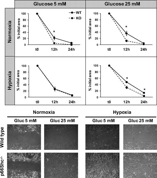 FIG. 5. Migration of dermal fibroblasts. Fibroblasts were isolated from dermis of wild-type (WT) and p66Shc knockout (KO) mice. Migration of dermal fibroblasts were assessed in vitro under normal (5 mmol/l) or high (25 mmol/l) glucose in normoxia or hypoxia. Closure of the monolayer gap was monitored at 12 and 24 h. Migration is expressed as percentage closure of the gap. n = 3 experiments for each condition. *P < 0.05 in KO vs. WT.