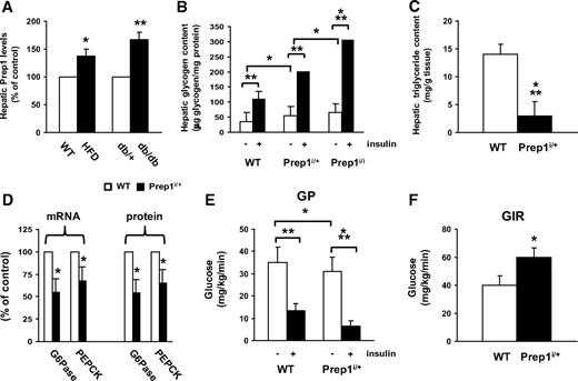 FIG. 1. Hepatic phenotype in HFD, db/db and in Prep1i/+ mice. A: Livers from WT, HFD, db/+, and db/db mice were dissected, solubilized, and Western blotted with anti-Prep1 antibodies. Blots were revealed by ECL and autoradiography and bands quantitated by laser densitometry and normalized for actin. Each bar represents the mean ± SD of duplicate determinations in seven mice per group. B: Prep1 hypomorphic and their nonhypomorphic littermates (WT) were injected with insulin intraperitoneally (0.75 mU/g body weight). After 2 h, livers were isolated and glycogen content was measured as described in research design and methods. Bars represent the means ± SD of determinations in 12 mice per group. C: Intrahepatic triglyceride content was measured as described in research design and methods. Bars represent the means ± SD of determinations in nine mice per group. D: G6Pase and PEPCK mRNA and protein content was determined by real-time RT-PCR analysis of total RNA isolated from liver of Prep1i/+ and control mice injected with insulin for 1 h, using β-actin as internal control. Bars represent the mean ± SD of four independent experiments, in each of which reactions were performed in triplicate using the pooled total RNAs obtained from six mice per genotype. Glucose production (E) and glucose infusion rate (F) were assessed by euglycemic hyperinsulinemic clamp. All measurements were performed during the final 40 min of the 90-min clamp procedure, after steady-state conditions for plasma glucose and insulin concentrations, glucose specific activity, and rates of glucose infusion were achieved as described in research design and methods. Asterisks denote statistically significant differences (*P < 0.05; **P < 0.01; ***P < 0.001).
