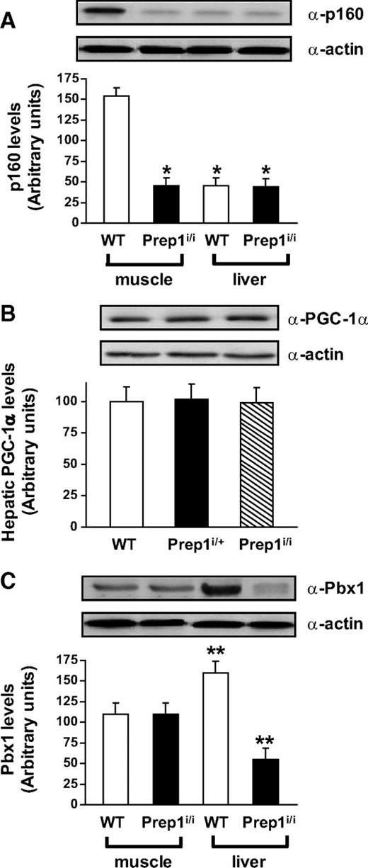 FIG. 2. P160, PGC-1α, and Pbx1 levels in muscle and liver of the WT or Prep1-hypomorphic mice. Tisues from Prep1 hypomorphic and control mice were dissected, solubilized, and 100-μg protein samples analyzed by Western blot with p160 (A), PGC-1α (B), or Pbx1(C) antibodies. Actin antibodies were used for normalization. Blots were revealed by ECL and autoradiographs subjected to densitometric analysis. Each autoradiograph shown on the top of the graphics is representative of four independent experiments. Bars represent the mean ± SD of duplicate determinations in 10 mice per group. Asterisks denote statistically significant differences (*P < 0.05; **P < 0.01).