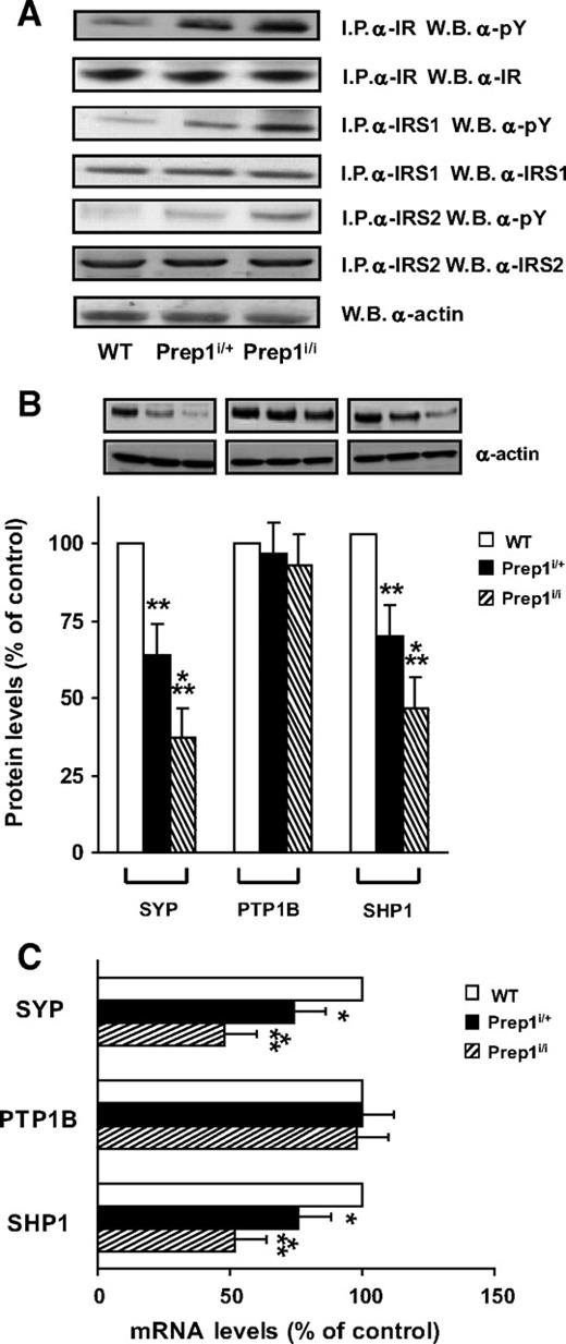 FIG. 3. Insulin signaling in liver of Prep1-hypomorphic mice. A: Protein lysates (250 μg) from liver of WT and Prep1-hypomorphic mice were immunoprecipitated with IR, IRS1 or IRS2 antibodies followed by blotting with pY, IR, IRS1, or IRS2 antibodies. Actin antibodies were used for the normalization. B: SYP, PTP1B, and SHP1 protein abundance was measured by Western blot on hepatic tissues from hypomorphic and control mice using specific antibodies. Actin antibodies were used for the normalization. All blots were revealed by ECL and subjected to autoradiography. The autoradiographs shown are representative of three (A) and four (B) independent experiments. Each bar in panel B represents the mean ± SD of duplicate determinations in 10 mice per group. C: The abundance of the indicated mRNA was determined by real-time RT-PCR analysis of total RNA isolated from the liver of hypomorphic and control mice, using β-actin as internal standard. Bar represents the mean ± SD of four independent experiments, in each of which reactions were performed in triplicate using the pooled total RNAs obtained from six mice per genotype. Asterisks denote statistically significant differences (*P < 0.05; **P < 0.01; ***P < 0.001).