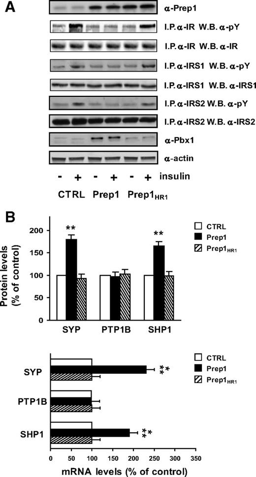 FIG. 4. Effect of the overexpression of Prep1 and Prep1HR1 mutant on insulin signaling in HepG2 cells. A: HepG2 cells were transiently transfected with the Prep1 and Prep1HR1 mutant and exposed to 100 nmol/l insulin for 5 min. Cells were then solubilized and lysates were immunoprecipitated with anti IR, IRS1, or IRS2 antibodies followed by blotting with pY, IR, and IRS1 or IRS2 antibodies. Actin antibodies were used for normalization. Bands were revealed by ECL and autoradiography. The autoradiograph shown is representative of five independent experiments. B: Lysates from HepG2 cells overexpressing Prep1 or the Prep1HR1 mutant were blotted with SYP, PTP1B, and SHP1 antibodies, followed by ECL and densitometry. Each bar represents the mean ± SD of duplicate determinations in four independent experiments. The levels of SYP, PTP1B, and SHP1 mRNAs in cells transfected with the Prep1 and Prep1HR1 mutant cDNAs was quantitated by real-time RT-PCR analysis, using β actin as internal standard. Bars represent the mean ± SD of four independent experiments. Asterisks denote statistically significant differences (**P < 0.01; ***P < 0.001).