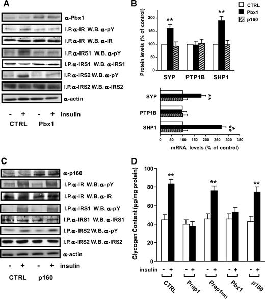 FIG. 5. Effect of Pbx1 and p160 overexpression on insulin signaling in HepG2 cells. HepG2 cells transiently overexpressing Pbx1 (A) or p160 (C) were treated with 100 nmol/l insulin for 5 min, lysed, immunoprecipitated with anti IR, IRS1, or IRS2 antibodies, and analyzed by Western blot with pY, IR, IRS1, or IRS2 antibodies. Identical aliquots of the lysates were also blotted with Pbx1 (A) or p160 (C) or actin antibodies (A and C). Bands were revealed by ECL and autoradiography. The autoradiograph shown is representative of five independent experiments. B: HepG2 cells were transiently transfected with Pbx1 and p160, and the lysates were blotted with SYP, PTP1B, and SHP1 antibodies. Blots were revealed by ECL and autoradiography, and autoradiographs subjected to densitometry. Bars represent the mean ± SD of duplicate determinations in four independent experiments. The levels of SYP, PTP1B, and SHP1 mRNAs in cells transfected with p160 and Pbx1 cDNAs were quantitated by real-time RT-PCR analysis, using β actin as internal standard. Bars represent the mean ± SD of four independent experiments. D: HepG2 cells transfected with the Prep1, Prep1HR1 mutant, p160, and Pbx1 cDNAs or with the empty vector (control [CTRL]) were exposed to 100 nmol/l insulin, and glycogen content was assayed as described in research design and methods. Bars represent mean values ± SD of determinations in four independent experiments, each in duplicate. Asterisks denote statistically significant differences (**P < 0.01; ***P < 0.001).