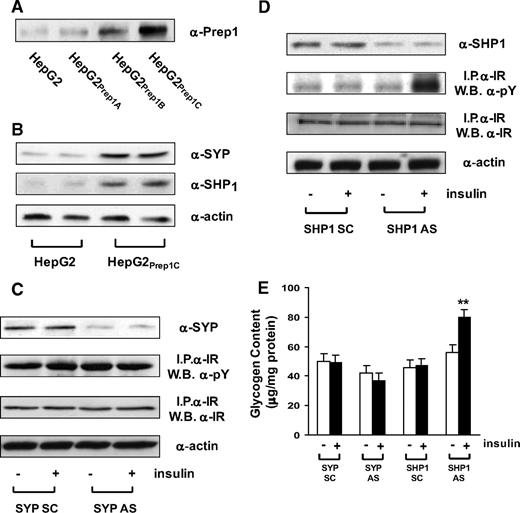 FIG. 6. Effect of SYP and SHP1 antisense oligonucleotides on insulin signaling in HepG2 cells stable transfected with Prep1. A: HepG2 cells were stable transfected with a Prep1 cDNA, as described under research design and methods. Clones of cells expressing varying levels of Prep1 (HepG2Prep1A, HepG2Prep1B, HepG2Prep1C) and the untransfected cells (HepG2) were analyzed by immunoblotting with Prep1 antibodies and autoradiography. B: Lysates from HepG2or HepG2Prep1c cells were analyzed by immunoblotting with SYP, SHP1 or actin antibodies followed by ECL and autoradiography. C and D: HepG2or HepG2Prep1c cells were transfected with SYP (SYP-AS) (C) or SHP1 (SHP1-AS) (D) specific phosphorothioate antisense oligonucleotides, stimulated with 100 nmol/l insulin for 5 min and immunoprecipitated with insulin receptor antibodies followed by blotting with either pY or IR antibodies. For control, identical aliquots of the lysates were also blotted with SYP, SHP1, or actin antibodies. Bands were revealed by ECL and autoradiography as reported under research design and methods. The autoradiographs shown are representative of four independent experiments. E: The HepG2Prep1c cells were transfected with SYP-AS and the SHP1-AS and further stimulated with 100 nmol/l insulin for 5 min. Glycogen content was then assayed as described under research design and methods. Bars represent mean values ± SD of determinations in four independent experiments, each in duplicate. Asterisks denote statistically significant differences (**P < 0.01).