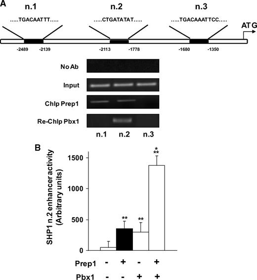 FIG. 7. Prep1/Pbx1 binding to the SHP1 DNA sequences and regulation of SHP1 reporter gene activity. A: Schematic representation of 5′ sequences upstream the putative SHP1 transcription start site including the potential binding sites for Prep1 and Pbx1. Soluble chromatin was prepared from NMuLi mouse liver cells and immunoprecipitated with Prep1 antibodies. Total (input) and immunoprecipitated DNAs were amplified using primer pairs covering the indicated SHP1 fragments. Re-ChIP assay with Pbx1 antibodies was performed as described under research design and methods. B: HeLa cells were transfected with 2 μg of the SHP1-enhancer luciferase construct alone or in combination with Prep1, Pbx1, or both the cDNA plasmids. Luciferase activity was assayed and normalized as described in research design and methods. Bars represent mean values ± SD of determinations in four independent experiments. Asterisks denote statistically significant differences (**P < 0.01; ***P < 0.001).