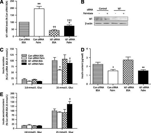 FIG. 7. siRNA-mediated silencing of Id1 in MIN6 cells increases insulin secretion after chronic palmitate exposure. MIN6 cells transfected with Id1 ON-TARGETplus SMARTpool siRNA or control Non-Targeting siRNA were pretreated with either 0.92% BSA alone or 0.92% BSA coupled to 0.4 mmol/L palmitate for 48 h. A: Expression of Id1. Total RNA was extracted, reverse transcribed, and analyzed by real-time PCR in control (Con) siRNA-transfected cells pretreated with BSA (striped bars) or BSA-coupled palmitate (Palm) (white bars) and in Id1 siRNA-transfected cells pretreated with BSA (hatched bars) or BSA-coupled palmitate (black bars) (n = 5 separate experiments in each group). **P < 0.01 for palmitate effect in control siRNA-transfected cells, *P < 0.05 for palmitate effect in Id1 siRNA-transfected cells, ††P < 0.01 for effect of Id1 siRNA in BSA-treated cells, and †††P < 0.001 for effect of Id1 siRNA in palmitate-treated cells. B: Protein extracts were immunoblotted for Id1 or β-actin. Representative images are shown (n = 3 separate experiments in each group). C–E: Control siRNA-transfected cells pretreated with BSA (striped bars) or BSA-coupled palmitate (white bars) and Id1 siRNA-transfected cells pretreated with BSA (hatched bars) or BSA-coupled palmitate (black bars). After pretreatment, cells were incubated in medium containing 2.8 or 25 mmol/L glucose (Gluc) for 1 h. Medium was taken to determine levels of insulin secretion (C), and results are expressed as a percentage of insulin secretion in control siRNA-transfected BSA-pretreated cells incubated with 25 mmol/L glucose (n = 4 separate experiments in each group; *P < 0.05 for effect of palmitate pretreatment in control siRNA-transfected cells at 25 mmol/L glucose and †P < 0.05 for effect of Id1 siRNA in palmitate-pretreated cells at 25 mmol/L glucose). Total insulin content (D) was determined in cell lysates (*P < 0.05 for effect of palmitate pretreatment in control siRNA-transfected cells and **P < 0.01 for effect of palmitate pretreatment in Id1 siRNA-transfected cells). Ratio of insulin secretion to total insulin content (E) expressed as a percentage of ratios in control siRNA-transfected BSA-pretreated cells incubated with 25 mmol/L glucose (†P < 0.05 for effect of Id1 siRNA in palmitate-pretreated cells at 25 mmol/L glucose).