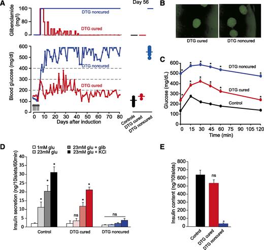 FIG. 2. Early oral glibenclamide treatment can prevent the development of diabetes and preserve insulin content. A, left: Representative daily glibenclamide dose (top) and corresponding fed blood glucose (bottom) from a single (DTG cured [red] and noncured [blue]) mouse. A, right: Average glibenclamide dose and individual fed glucose at day 56 in controls (black; n = 10) and in cured (red; n = 3) and noncured DTG mice (blue; n = 6). Glibenclamide was added to the drinking water, with an initial dose of 160 mg/L. The dose was reduced by half each day that blood glucose fell. All cured mice were eventually weaned from the drug, whereas noncured mice, even at the highest dose, did not improve blood glucose. B: GFP fluorescence in pancreatic islets from DTG cured and noncured mice. C: Blood glucose vs. time after injection of 1.5 g/kg glucose after overnight fast. Glucose tolerance test in control (black) and noncured DTG (blue) and cured DTG (red) mice treated with glibenclamide (day 60 after tamoxifen induction; n = 10–34 mice per group) is shown. *Significant difference of P < 0.05 with respect to control at each time point. D: Insulin secretion from isolated islets in response to glucose (white and light color), glibenclamide (medium color), and KCl (dark color). E: Islet insulin content from control mice (black) and DTG mice treated with glibenclamide (cured: red; and noncured: blue). Data in D and E are shown as mean ± SEM (n = 8–10 mice in each group). Significant difference: *P < 0.05 with respect to 1 mmol/L glucose or to control islets, respectively; glib, glibenclamide; glu, glucose; ns, nonsignificant differences are indicated. (A high-quality digital representation of this figure is available in the online issue.)