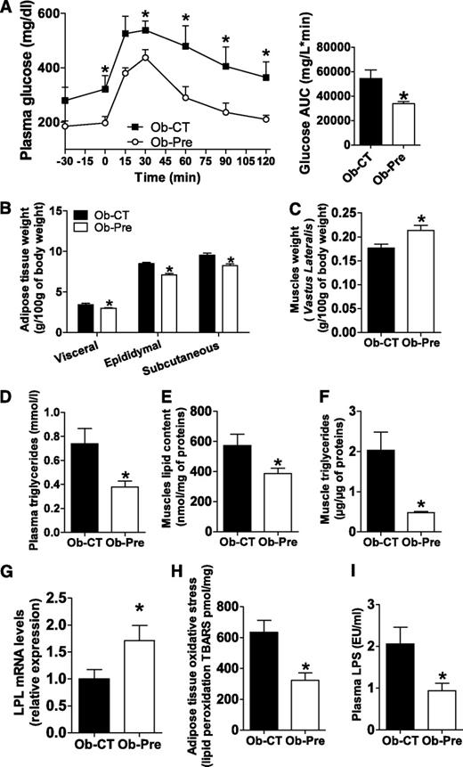 FIG. 3. Changes in the gut microbiota improve glucose tolerance and reduce plasma triglyceride content, tissue weight, oxidative stress, and muscle lipid accumulation. A: Plasma glucose profile following 1 g/kg glucose oral challenge in freely moving mice. Inset shows the mean area under the curve (AUC) measured between 0 and 120 min after glucose load in the Ob-CT (■) and the Ob-Pre (○) mice. Mean ± SEM. n = 10 mice/group. *P < 0.05, determined by a two-tailed Student t test. B: White adipose tissue weight expressed as the percentage of total body weight of the Ob-CT and Ob-Pre mice. Mean ± SEM. n = 8 mice/group. *P < 0.05, determined by a two-tailed Student t test. C: Muscle weight (Vastus lateralis) expressed as the percentage of total body weight. D: Plasma triglyceride content. E: Muscle lipid content. F: Muscle triglycerides. G: Muscle lipoprotein lipase (LPL) mRNA expression. H: Adipose tissue lipid peroxidation markers (TBARS). I: Plasma LPS levels in the same set of mice. Mean ± SEM. n = 10 mice/group. *P < 0.05, determined by a two-tailed Student t test.