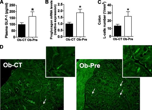 FIG. 4. Prebiotic-induced changes in gut microbiota are associated with increased enteroendocrine L-cell number in obese mice. A: Portal plasma GLP-1 levels. B: Proglucagon mRNA expression measured in the colon. Mean ± SEM. n = 10 mice/group. *P < 0.05, determined by a two-tailed Student t test. C: L-cell number expressed per mm2 of colon. D: Representative immunofluorescence staining of L cells using a GLP-1 antibody. Mean ± SEM. n = 4–6 mice/group. *P < 0.05, determined by a two-tailed Student t test. (A high-quality digital representation of this figure is available in the online issue.)