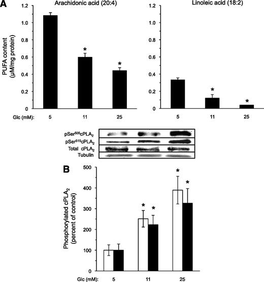 FIG. 1. Effect of high glucose on AA and LA content in INS-1E cells. A: INS-1E cells were incubated with the indicated glucose (Glc) levels for 16 h and processed for analysis of fatty acid residues in membrane phospholipids. The absolute content of AA and LA in phospholipids of INS-1E cells exposed to 5, 11, and 25 mmol/L glucose was calculated as follows: , where ASTD is the area of the standard reference of the fatty acid from the calibration run, CSTD is the concentration of the standard reference from the calibration run, Ax is the area of the compound (x) from the calibration run, Cx is the concentration of the compound (x) from the calibration run, Fx is the conversion factor of the compound (x), CGC is the concentration of the compound in the sample from the GC trial run, AGC is the area of the compound (x) obtained from the GC trial run, and MWx is the molecular weight of the compound (x). Results are mean ± SEM, n = 4. *P < 0.05 for the difference from the respective 5 mmol/L glucose values. B: Lysates were prepared from similarly treated INS-1E cells and taken for Western blot analysis of total cPLA2, pSer505-cPLA2 (white bars), and pSer515-cPLA2 (black bars). Representative Western blots are shown (inset). Tubulin was used for equal protein loading control. Results are mean ± SEM, n = 3. *P < 0.05 for the difference from the respective 5 mmol/L glucose control.