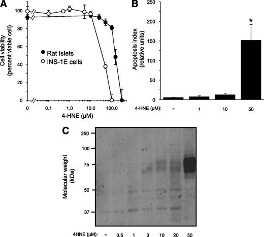 FIG. 7. High 4-HNE concentrations compromise β-cell survival. A: Rat islets and INS-1E cells were incubated for 48 or 24 h, respectively, with increasing concentrations of 4-HNE. Islets were pooled from three animals and divided into 10–12 islets per group. After incubation, islet cells were dispersed by mild trypsin digestion. Cell viability was determined at the end of the incubation by the trypan blue exclusion test. Cell viability in the absence of 4-HNE was >95% in both preparations. Results are mean ± SEM, n = 3. *P < 0.05 for the difference from untreated cells. B: INS-1E cells were taken for the FLICA apoptosis assay, as described in research design and methods. Results are mean ± SEM of the relative apoptotic levels in three different slides. C: Western blot analysis of 4-HNE–protein adducts in lysates prepared from INS-1E cells incubated for 48 h at 11 mmol/L glucose and the indicated concentrations of 4-HNE.